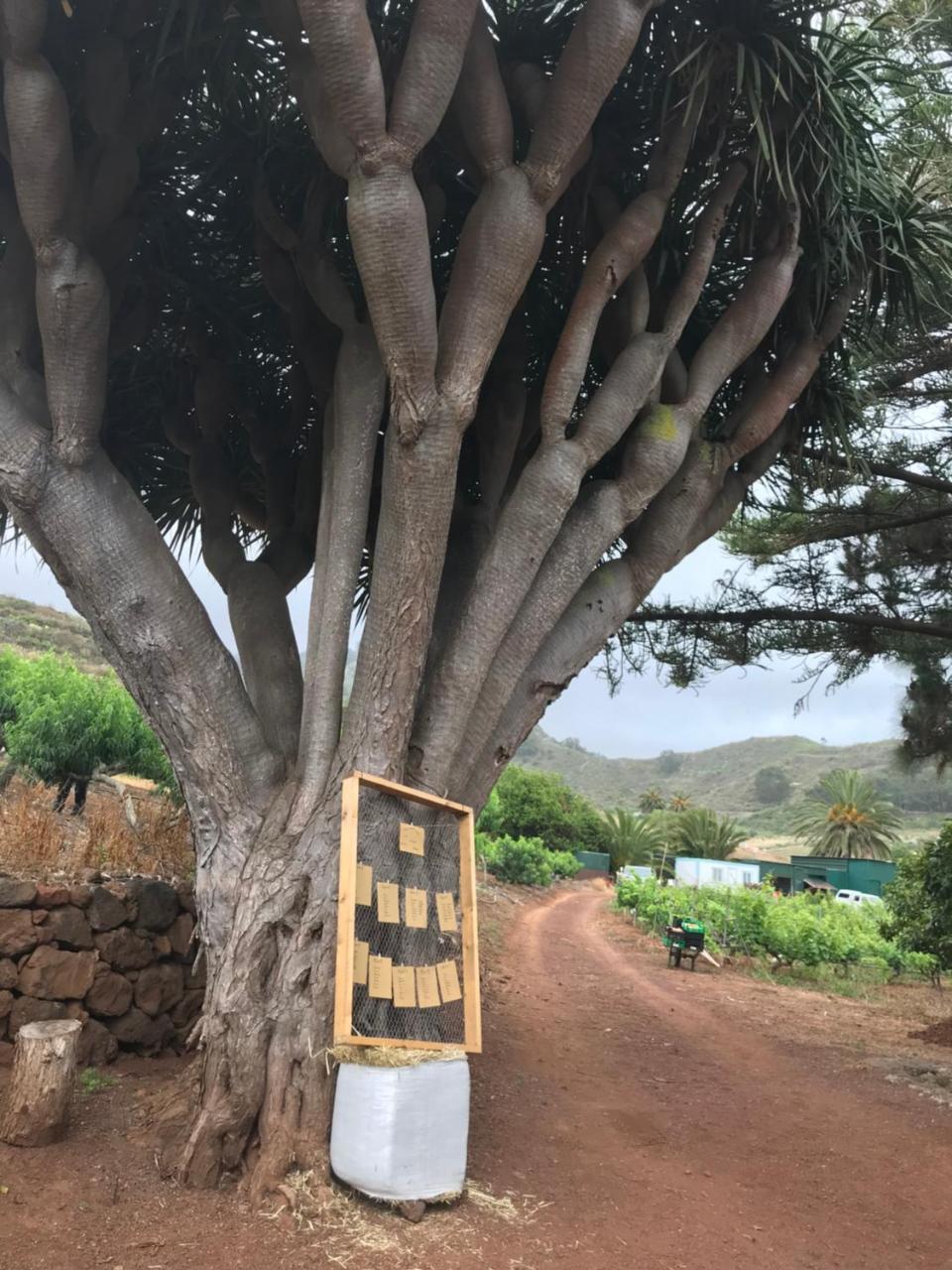 Finca El Vergel Rural Tegueste Exterior photo